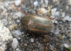 Colymbomorpha vittata