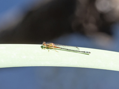 Xanthagrion erythroneurum