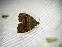 Choreutis hyligenes