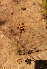 Moraea inconspicua