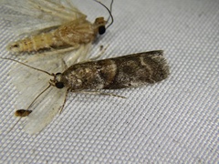 Acrobasis bellulella