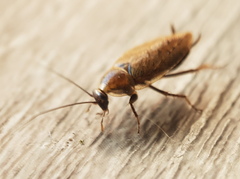 Ectobius vittiventris