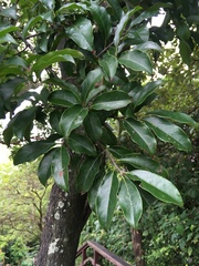 Diospyros morrisiana