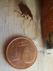 Ectobius vittiventris