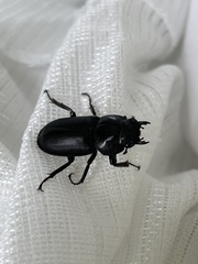 Dorcus rectus rectus