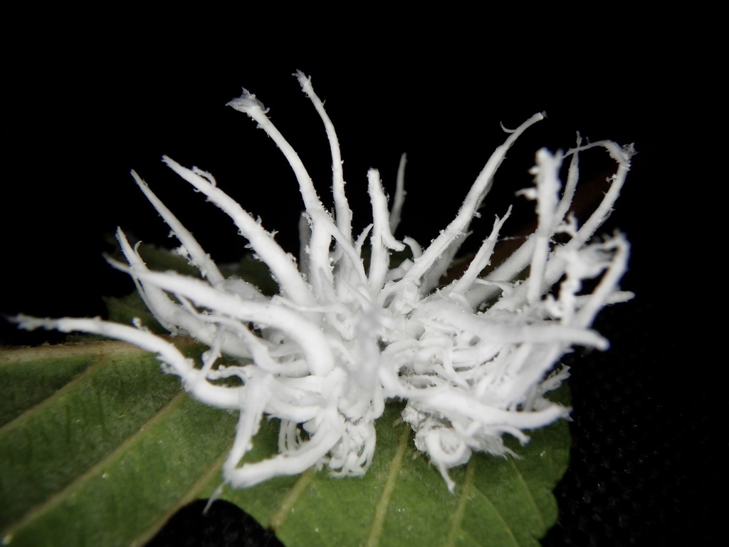 Eriocampa babai