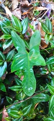 Philodendron bipennifolium