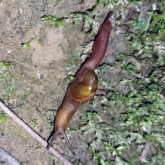 Parmavitrina rubrica
