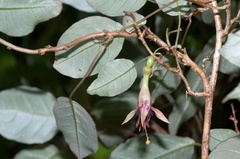 Fuchsia × colensoi