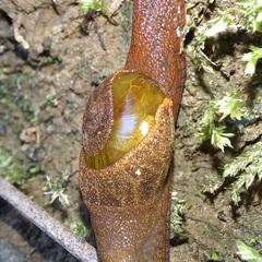 Parmavitrina rubrica