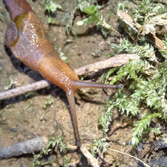 Parmavitrina rubrica