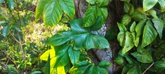 Philodendron bipennifolium