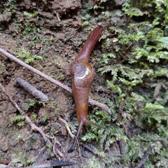 Parmavitrina rubrica