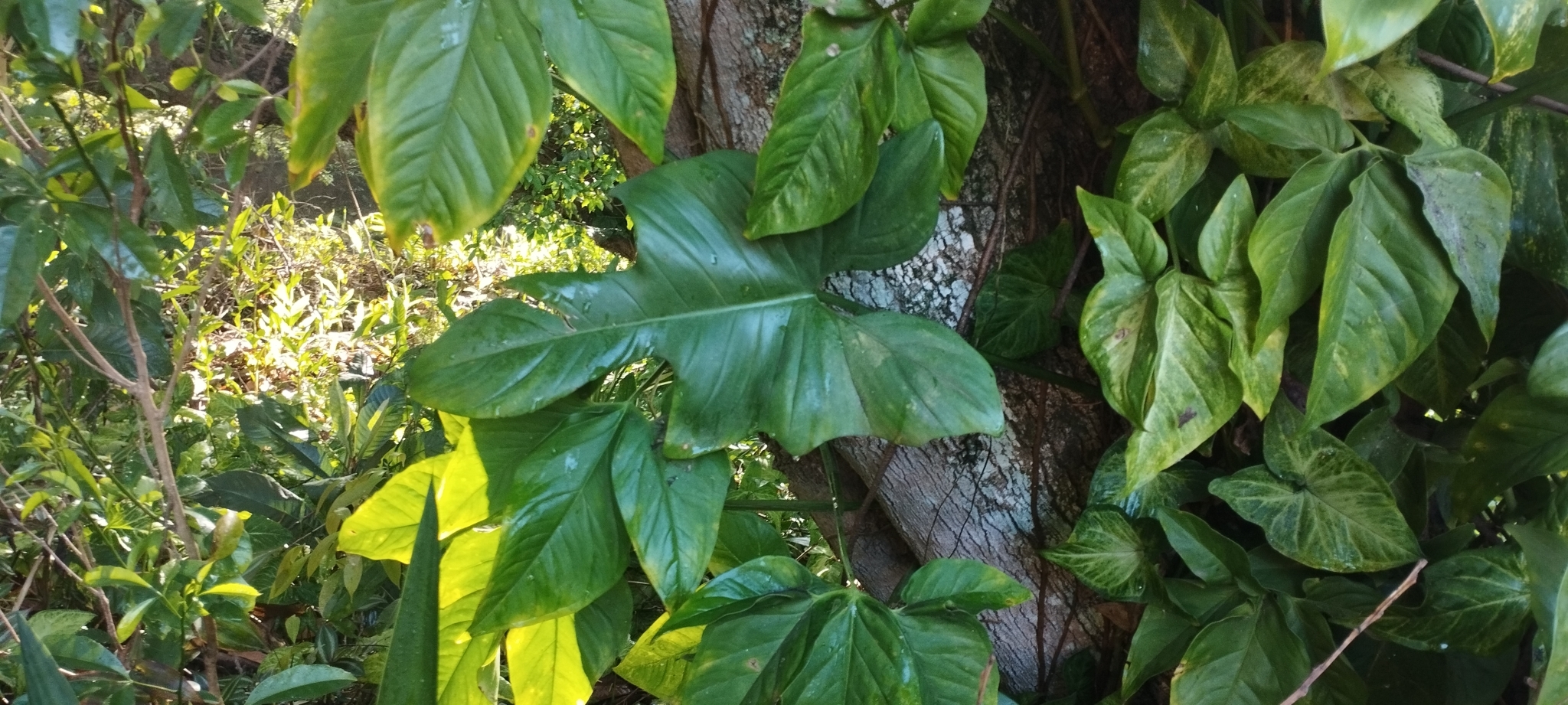 Imagem de Guanandi