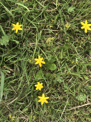 Hypoxis hygrometrica