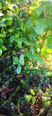Philodendron bipennifolium