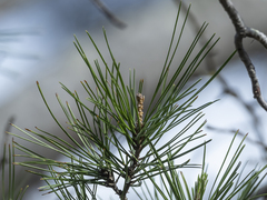 Casuarina cunninghamiana