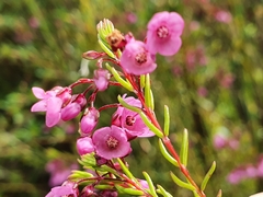 Erica cubica