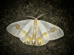 Macrocilix mysticata watsoni