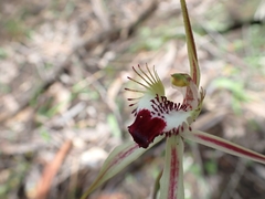 Caladenia tentaculata × venusta