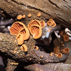 Anthracophyllum archeri