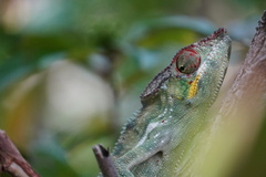 Furcifer pardalis
