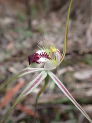 Caladenia tentaculata × venusta