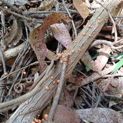 Anthracophyllum archeri