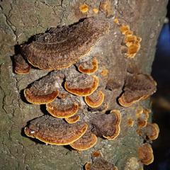 Hymenochaete setipora