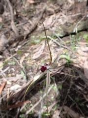 Caladenia tentaculata × venusta