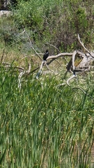 Microcarbo africanus