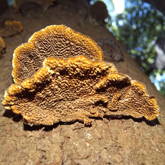 Hymenochaete setipora