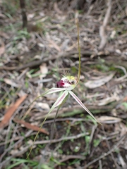 Caladenia tentaculata × venusta