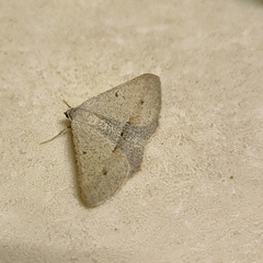 Isturgia penthearia
