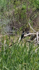 Microcarbo africanus