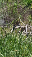 Microcarbo africanus