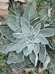 Verbascum pulverulentum