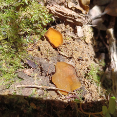 Phaeohelotium baileyanum