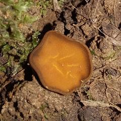 Phaeohelotium baileyanum