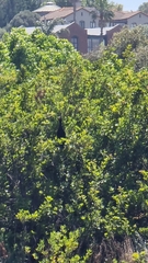 Microcarbo africanus