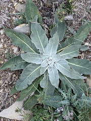 Verbascum pulverulentum