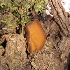 Phaeohelotium baileyanum