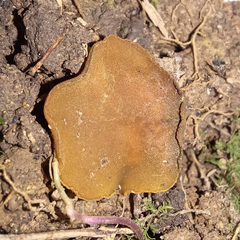 Phaeohelotium baileyanum