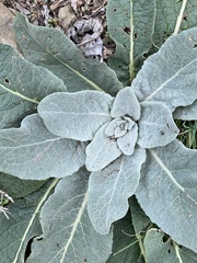 Verbascum pulverulentum