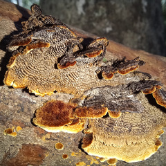 Hymenochaete setipora