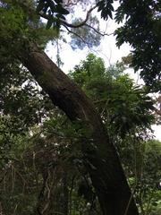 Acacia confusa