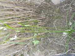 Ornithogalum flexuosum