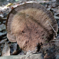 Funalia