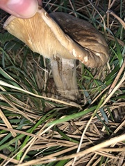 Calocybe gambosa