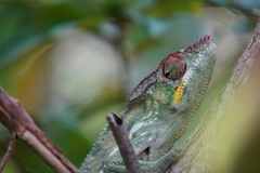 Furcifer pardalis